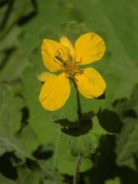 Chelidonium majus L., gelincik familyasından tek tür olan Papaveraceae 'dir.