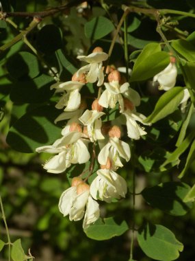 Acacia (Acacia), baklagiller familyasından bir bitki cinsidir..          