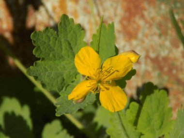 Chelidonium majus L., gelincik familyasından tek tür olan Papaveraceae 'dir.