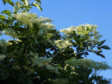 Siyah böğürtlen (Sambucus nigra L.; yerel isimler bozniak, elderberry, sambuk, ağaçsız)          