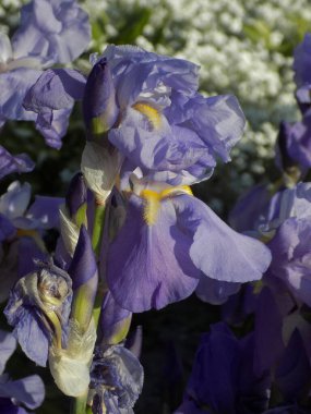 Roosters or irises (Latin Iris)          