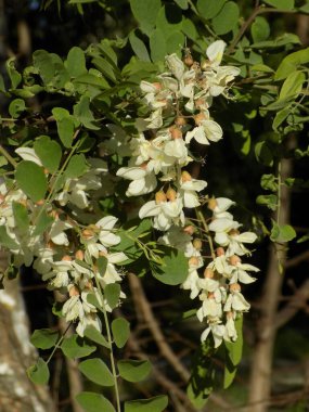 Acacia (Acacia), baklagiller familyasından bir bitki cinsidir..          