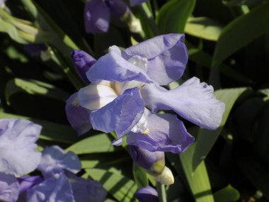 Horozlar veya irisler (Latin Iris)          