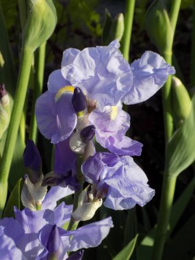 Horozlar veya irisler (Latin Iris)          