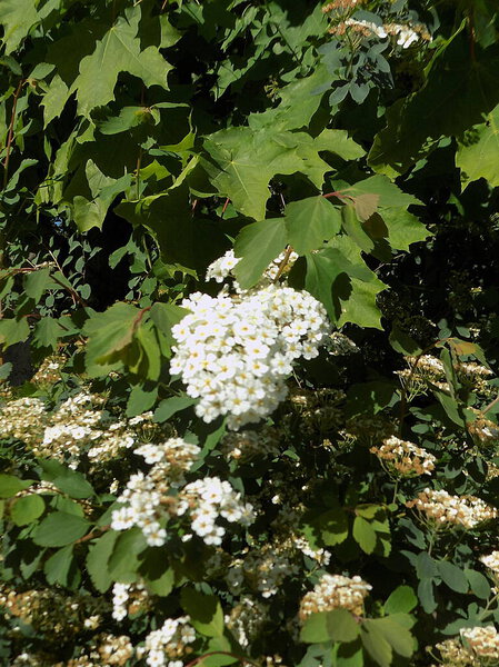 Spiraea Vanhouttei (лат. Spiraea vanhouttei) - лиственный декоративный кустарник семейства Rosaceae.          