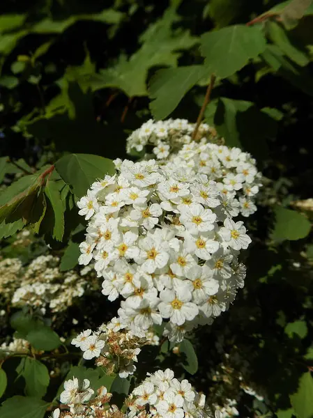 stock image Spiraea Vanhouttei (lat. Spiraea vanhouttei) is a deciduous ornamental shrub of the Rosaceae family.          