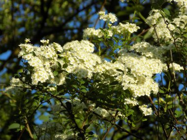 Spiraea Vanhouttei (lat. Spiraea vanhouttei, gülgiller (Rosaceae) familyasından bir çalı türü..