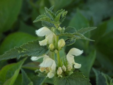 Orman menekşesi (Viola reichenbachiana)           