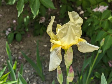  Horozlar veya irisler (Latin Iris)