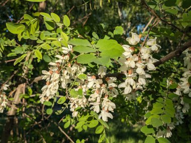  Acacia (Acacia), baklagiller familyasından bir bitki cinsidir.