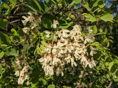  Acacia (Acacia), baklagiller familyasından bir bitki cinsidir.