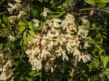  Acacia (Acacia), baklagiller familyasından bir bitki cinsidir.