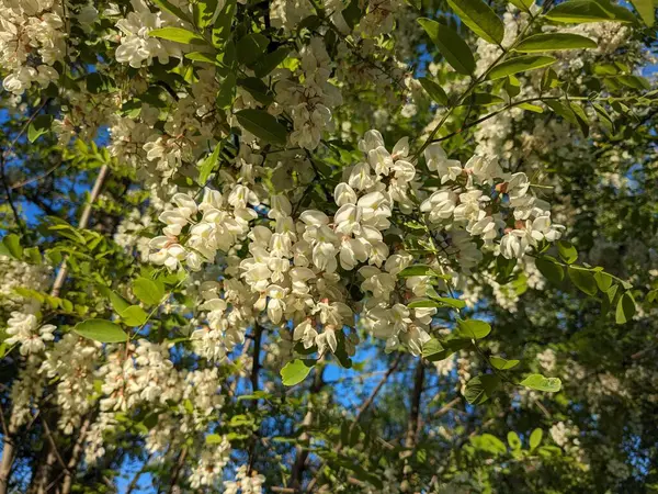  Acacia (Acacia), baklagiller familyasından bir bitki cinsidir.
