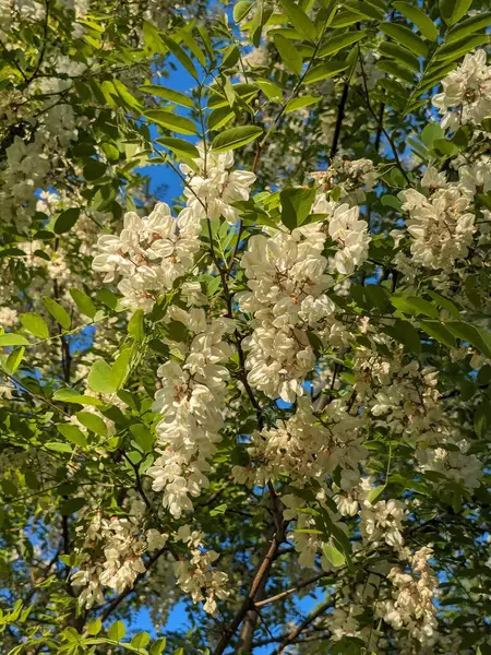  Acacia (Acacia), baklagiller familyasından bir bitki cinsidir.