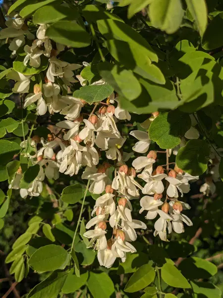  Acacia (Acacia), baklagiller familyasından bir bitki cinsidir.