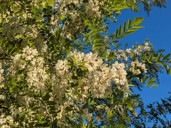  Acacia (Acacia), baklagiller familyasından bir bitki cinsidir.