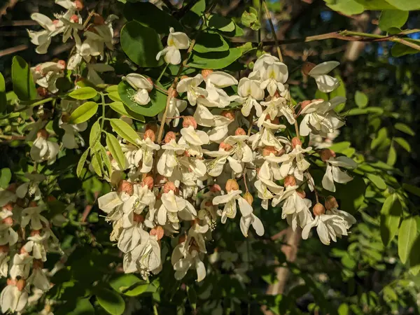  Acacia (Acacia), baklagiller familyasından bir bitki cinsidir.