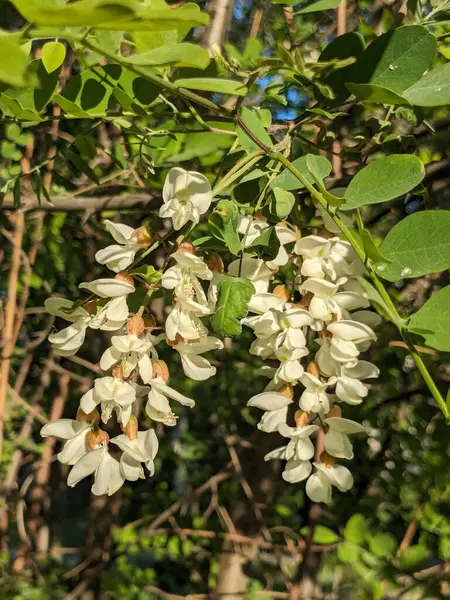  Acacia (Acacia), baklagiller familyasından bir bitki cinsidir.