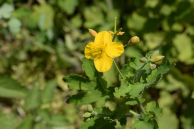 Chelidonium majus L., gelincik familyasından tek tür olan Papaveraceae 'dir.