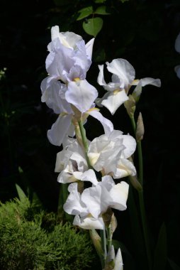 Horozlar veya irisler (Latin Iris)