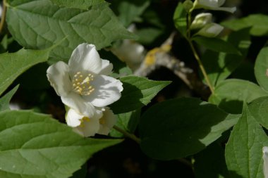  Yasmin, yasmin, yasmyn (eskimiş), zeytin familyasından bir bitki türü. Alaycı portakal (lat. Hughdelphus coronarius) 
