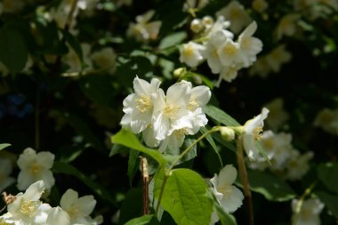  Yasmin, yasmin, yasmyn (eskimiş), zeytin familyasından bir bitki türü. Alaycı portakal (lat. Hughdelphus coronarius) 