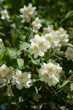  Yasmin, yasmin, yasmyn (eskimiş), zeytin familyasından bir bitki türü. Alaycı portakal (lat. Hughdelphus coronarius) 