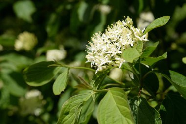 Gerçek Dogwood ya da sıradan, yine gerçek Dogwood (Cornus mas L.)
