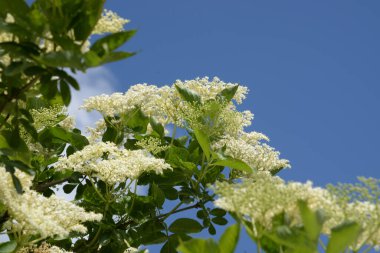 Siyah böğürtlen (Sambucus nigra L.; yerel isimler bozniak, elderberry, sambuk, ağaçsız)