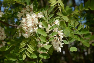 Acacia (Acacia), baklagiller familyasından bir bitki cinsidir.. 