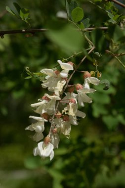 Acacia (Acacia), baklagiller familyasından bir bitki cinsidir.. 