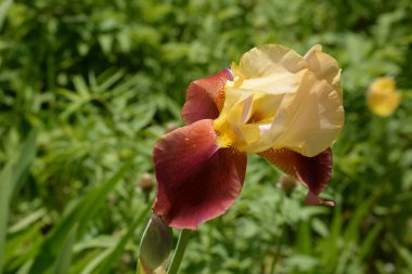 Horozlar veya irisler (Latin Iris)