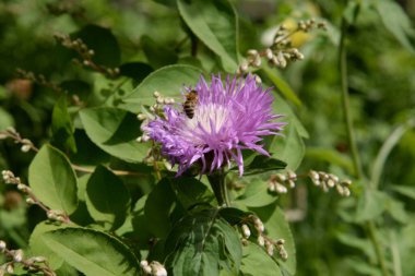 Alp makinası (Aster alpinus)