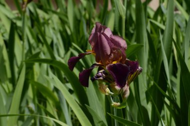 Horozlar veya irisler (Latin Iris)