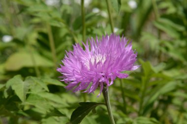 Alp makinası (Aster alpinus)