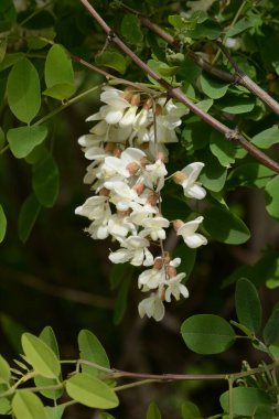 Acacia (Acacia), baklagiller familyasından bir bitki cinsidir.. 