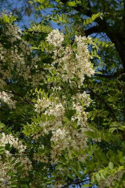 Acacia (Acacia), baklagiller familyasından bir bitki cinsidir.. 
