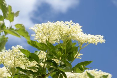 Siyah böğürtlen (Sambucus nigra L.; yerel isimler bozniak, elderberry, sambuk, ağaçsız)