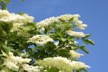 Siyah böğürtlen (Sambucus nigra L.; yerel isimler bozniak, elderberry, sambuk, ağaçsız)