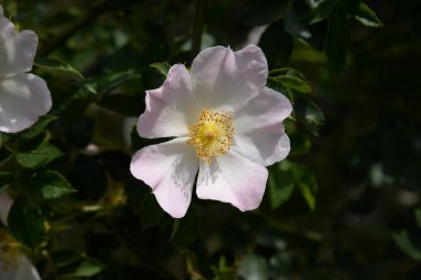 Common rosehip, or dog rose (Rosa canina L.)