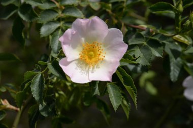 Common rosehip, or dog rose (Rosa canina L.)