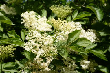 Siyah böğürtlen (Sambucus nigra L.; yerel isimler bozniak, elderberry, sambuk, ağaçsız)