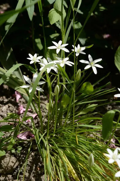 Ornithogalum umbellatum, Asparagaceae familyasından bir bitki türü..