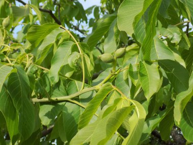 Ceviz, o da ceviz (Juglans regia L.)
