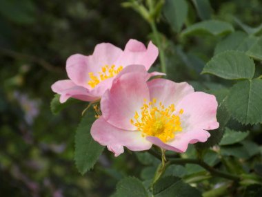 Common rosehip, or dog rose (Rosa canina L.)          