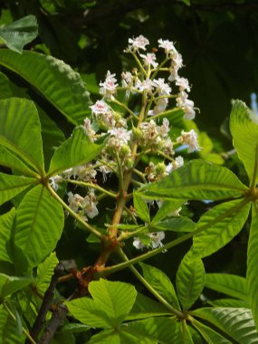 Chestnut (Castanea Tourn), kayın familyasından bir yaprak ağacı cinsidir.