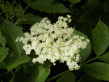 Siyah böğürtlen (Sambucus nigra L.; yerel isimler bozniak, elderberry, sambuk, ağaçsız)