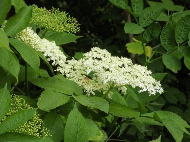 Siyah böğürtlen (Sambucus nigra L.; yerel isimler bozniak, elderberry, sambuk, ağaçsız)