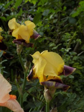 Horozlar veya irisler (Latin Iris)          