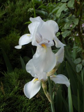 Horozlar veya irisler (Latin Iris)          